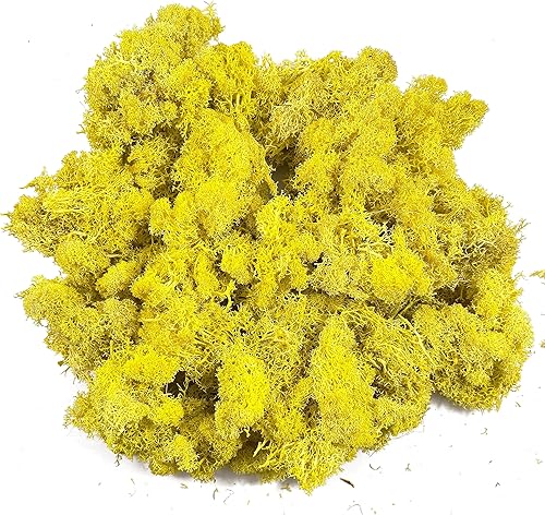 Musgo preservado de musgo para plantas en maceta, musgo de reno verde fresco natural para manualidades, decoración de pared floral, centros de mesa,