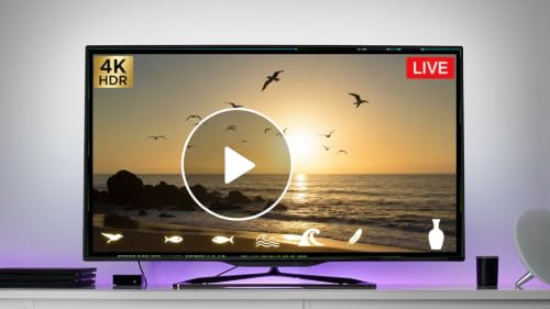 Seabirds at Sunset 4K – Coastal Relax Ambience Fire TV – vue 7