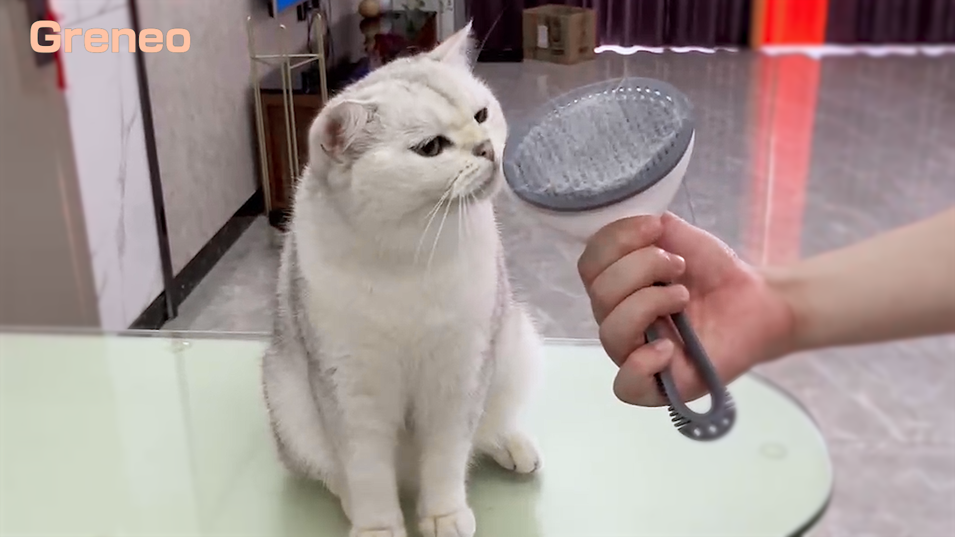 Amazon.co.jp: Greneo 犬・猫 ブラシ【ペットが大好きな魔法のブラシ