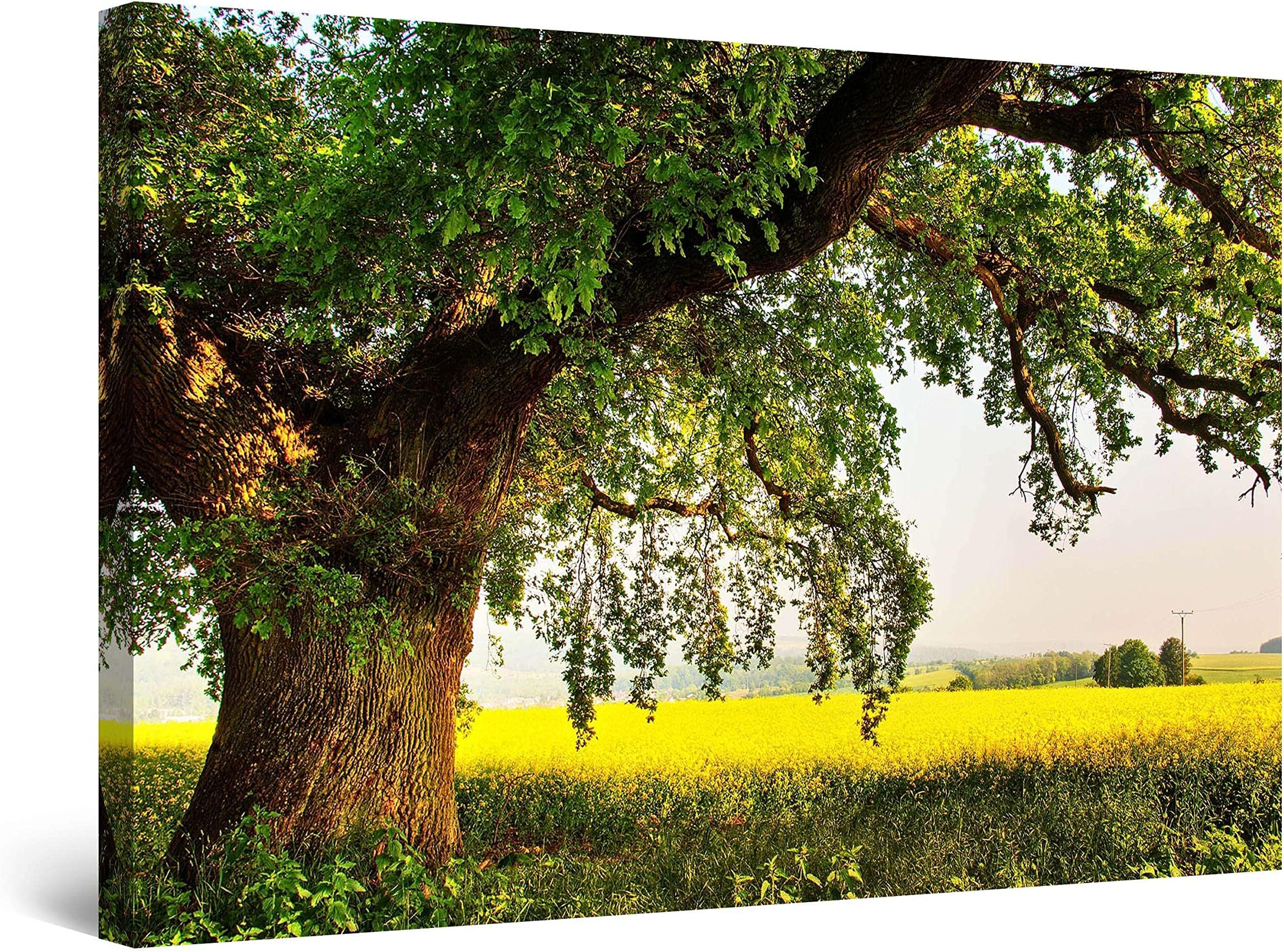 Startonight Canvas Wall Art - Old Tree on the Green Field, Nature Summer Landscape Picture Framed 32 x 48 Inches