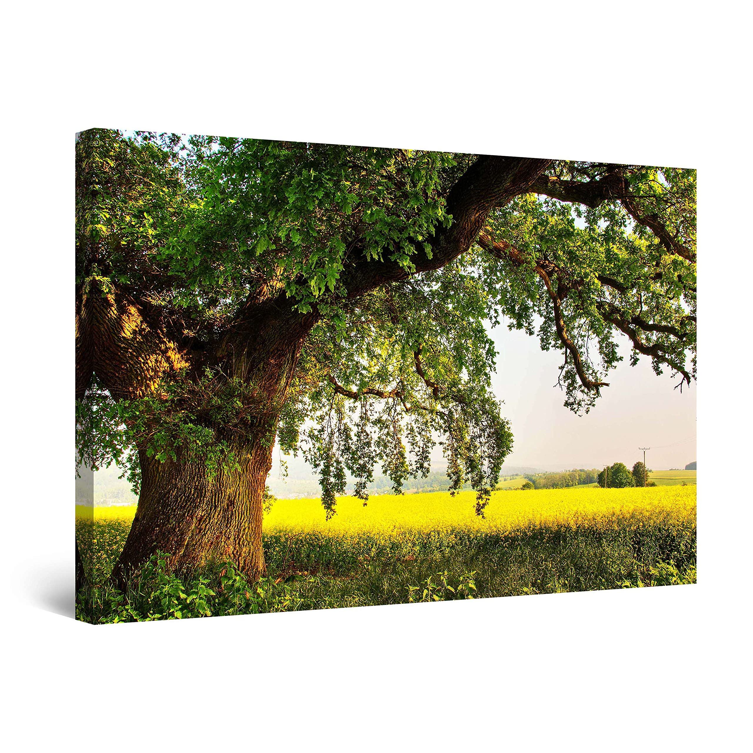 Startonight Canvas Wall Art - Old Tree on the Green Field, Nature Summer Landscape Picture Framed 32 x 48 Inches