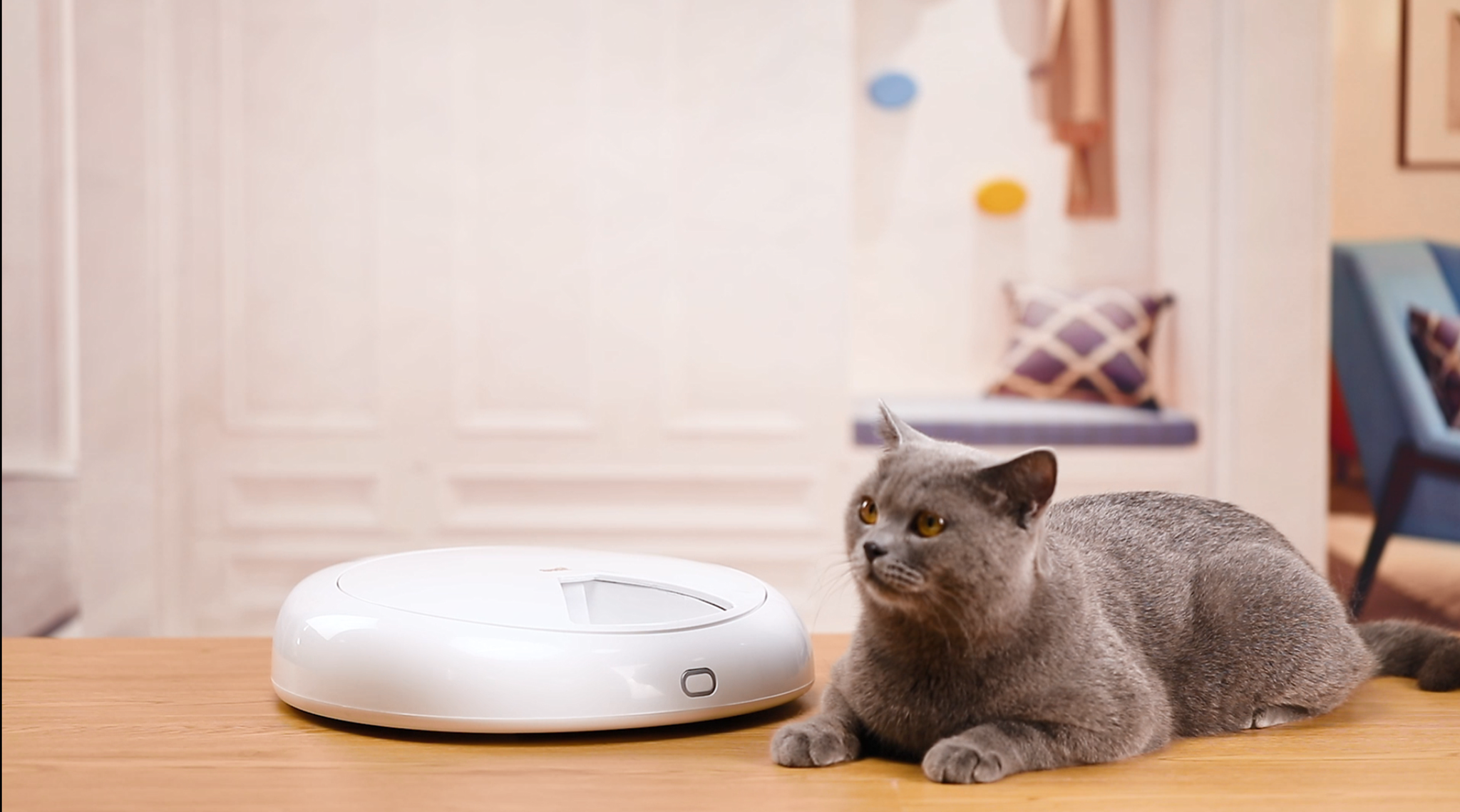 QPETS 6 Meals Automatic Cat Dog Feeder Auto Pet Feeder with Programmable Timer ,Auto Dry and Wet Food Dispenser for… - Image 8