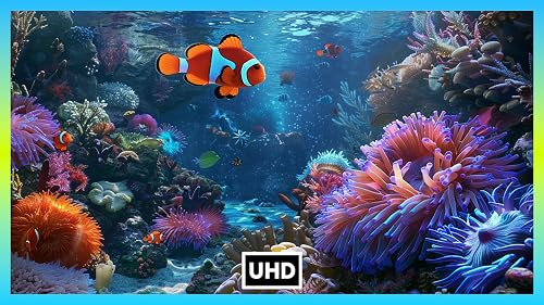 Aquarium Ambience – vue 7