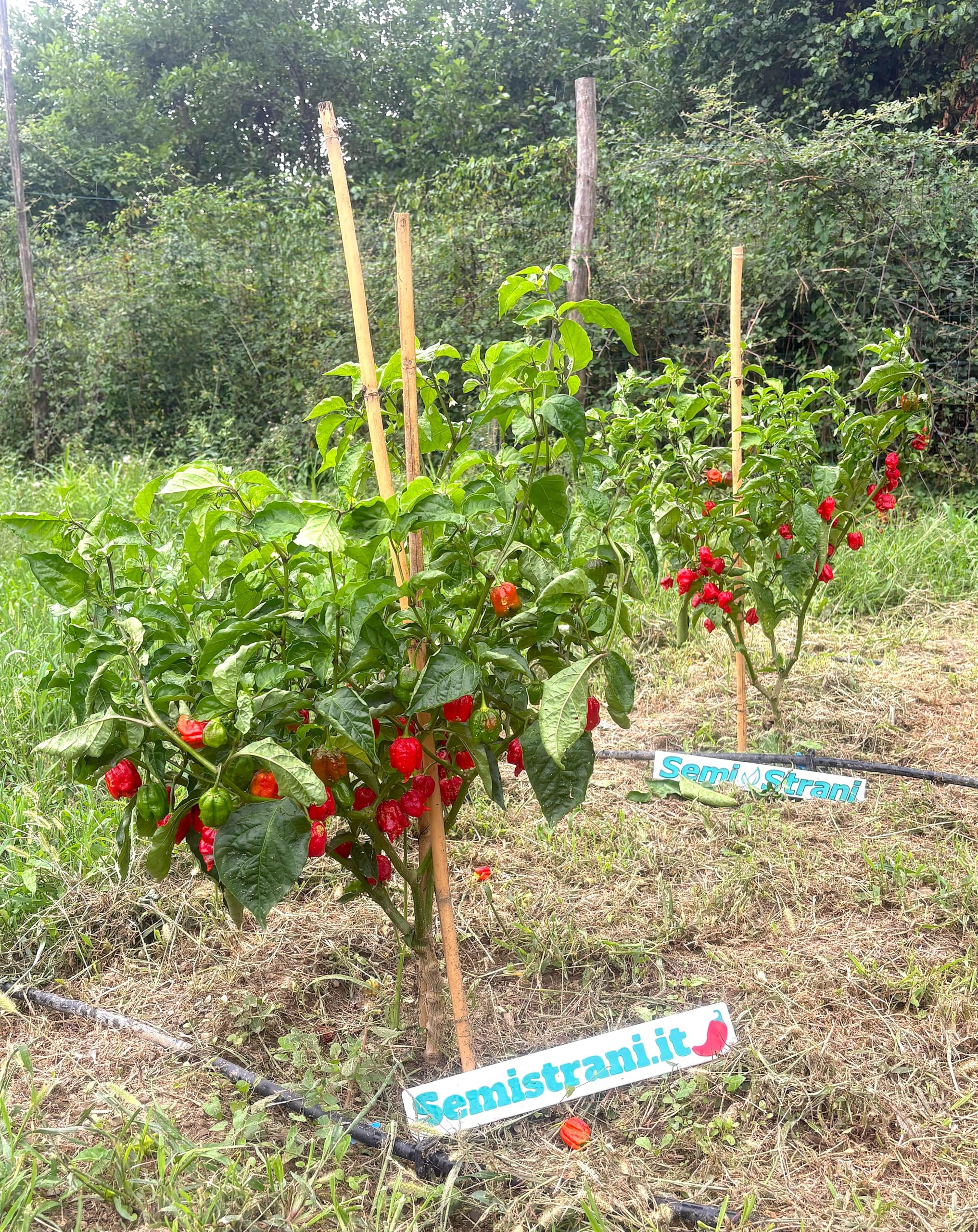 120 Semillas de los 12 Chiles Más Fuertes del Mundo, Colección SUPER HOT + Guía: CAROLINA REAPER, JAY GHOST, APOCALYPSE, NAGA MORICH, BHUT JOLOKIA, HABANERO, PIMENTA, CALABRESE, ROXA, CAYENNA.