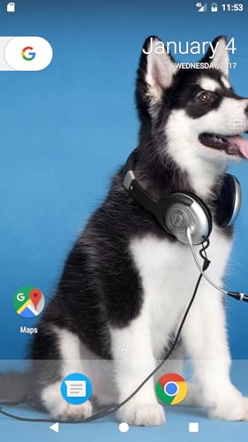 Husky Pup Wallpapers HD