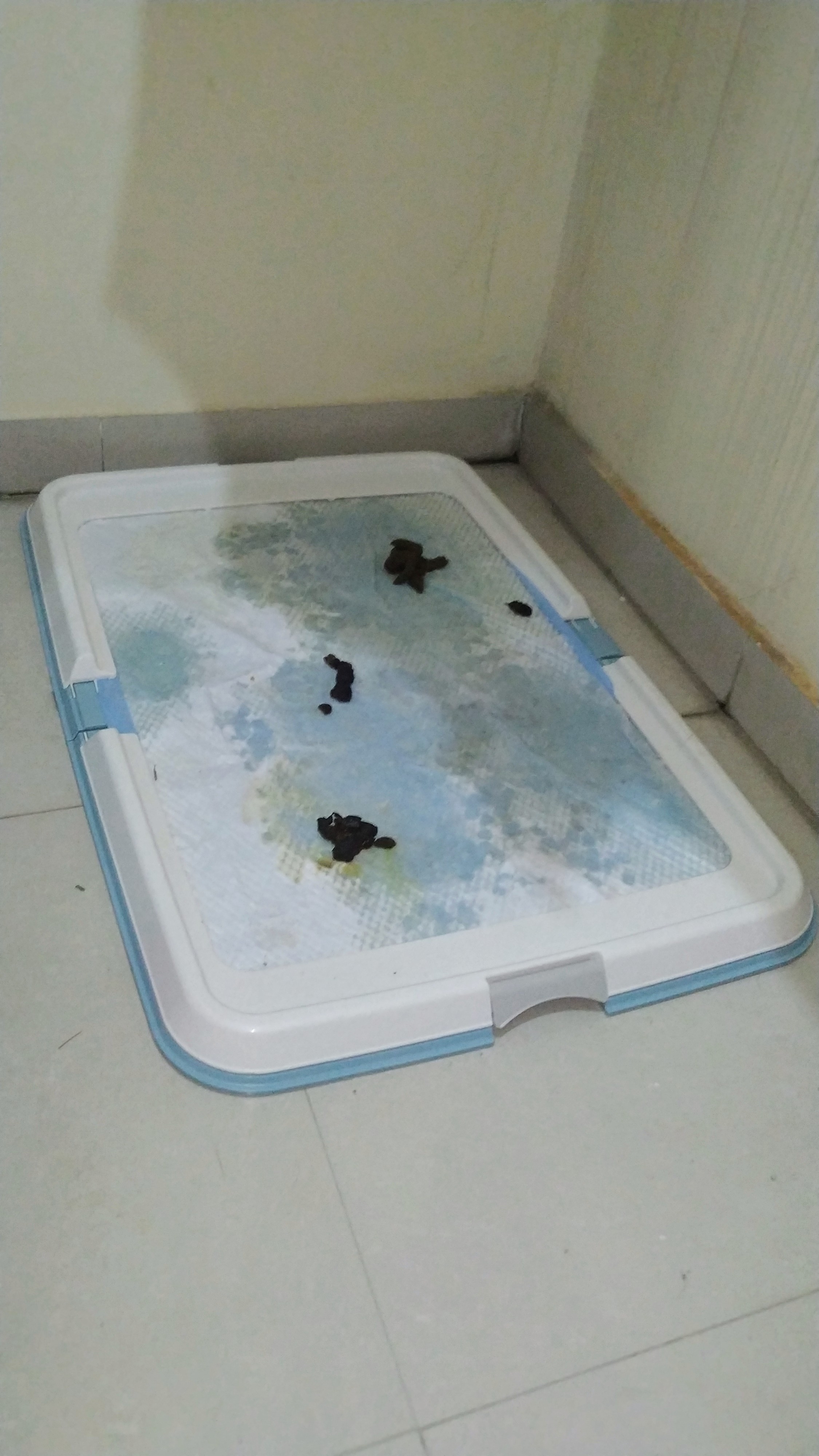 IRIS Extra Large Puppy and Dog Training Pet Pad Holder, Blue Amazon