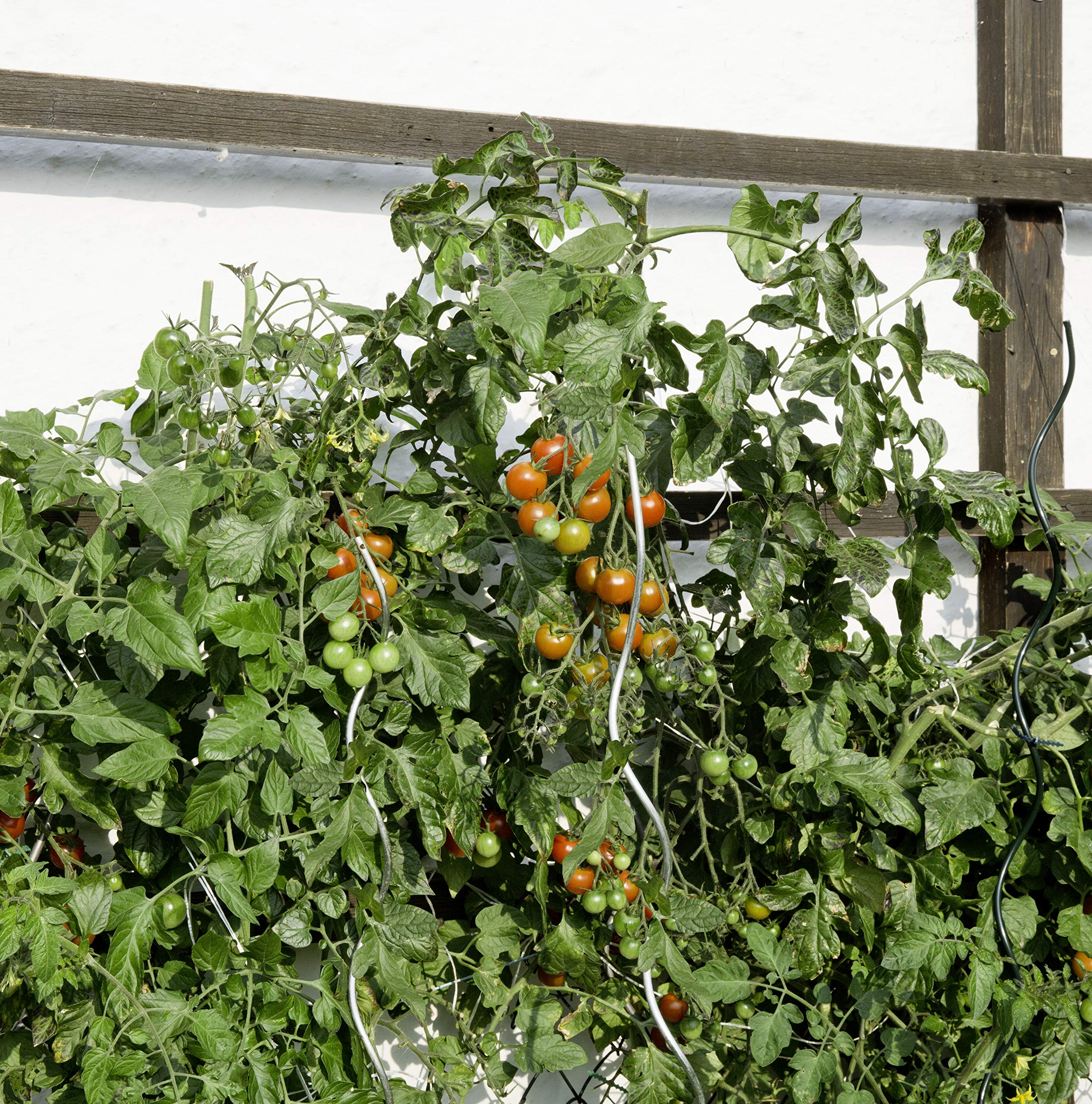 Windhager Tomatenspiralstab-Set, Pflanzstäbe, Rankhilfe für Tomaten Pflanzen Sträucher, Tomatenstangen, 10 Stück, verzinkt, 150cm, 89122