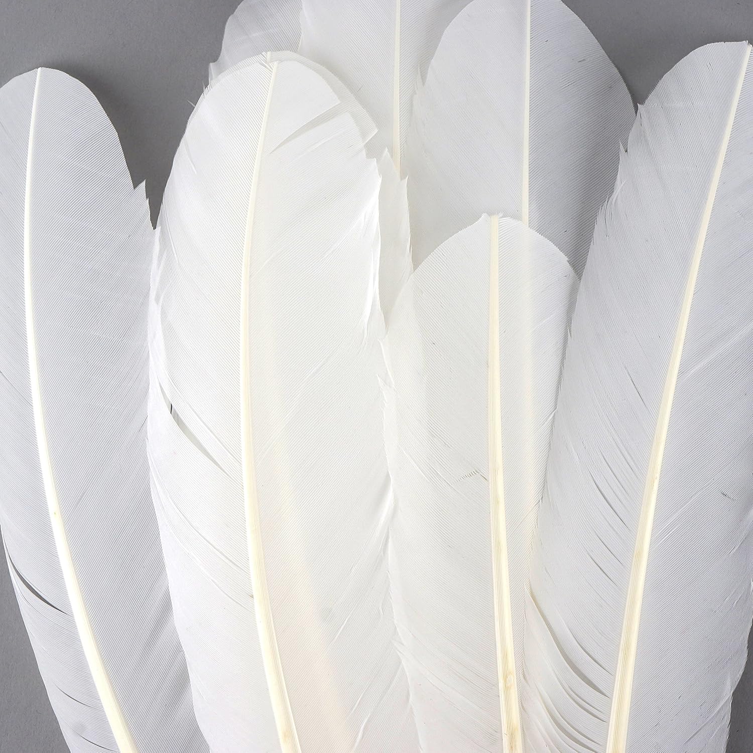 ZUCKER - Turkey Quills by Pound - Bulk Feathers for Crafting, Decoration, Home Décor, Holiday Decorating, Weddings and Events, Cosplay, Costumes - Right Wing Feathers - White