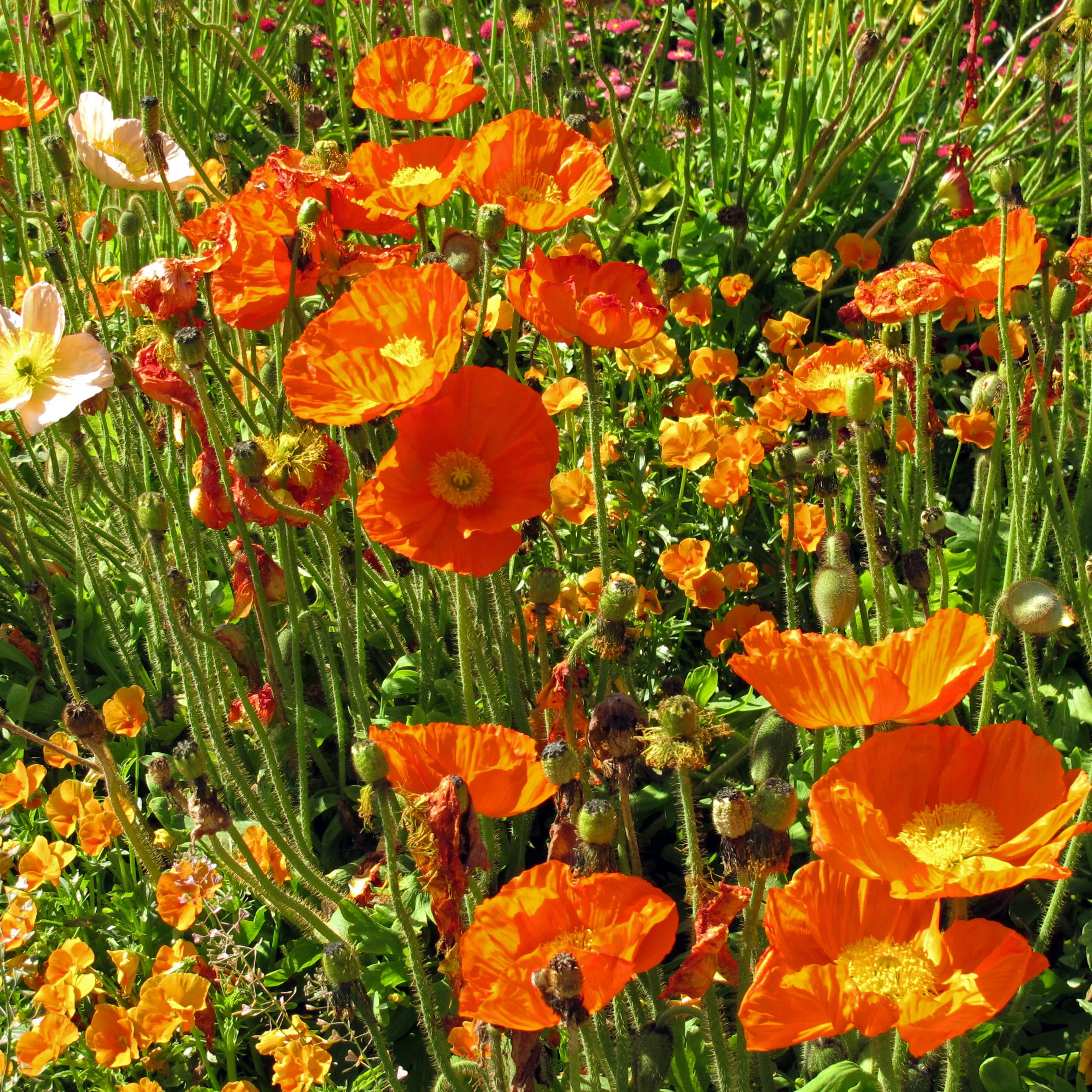 Amapola de Islandia (Papaver nudicaule) aprox. 1200 semillas del arbusto bienal a perenne para el jardín