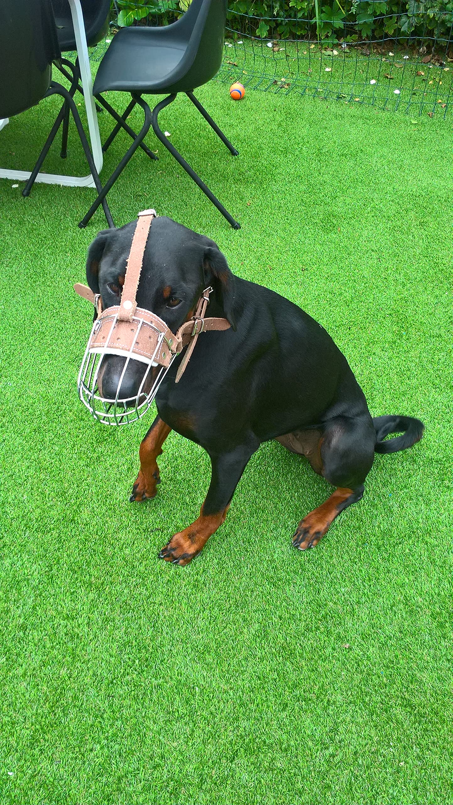 Museruola Per Cani In Vera Pelle Leggera Per Bulldog Inglese E Altri Cani Con Muso Corto&hellip; (pelle Marrone, BA2