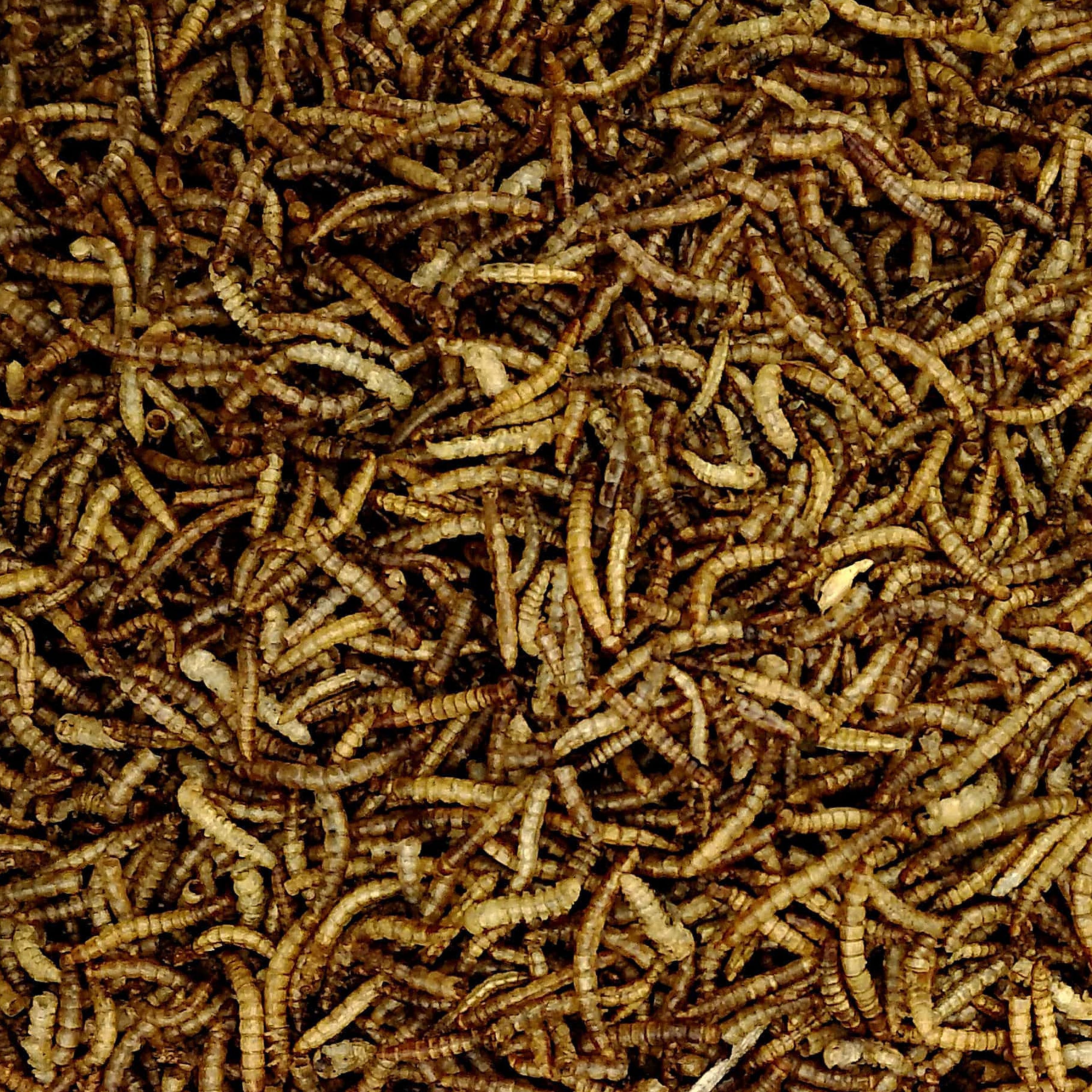 Suszone mączniki – naturalna karma dla owadów dla ryb ozdobnych, ptaków, żółwi, jeż (10 kg)