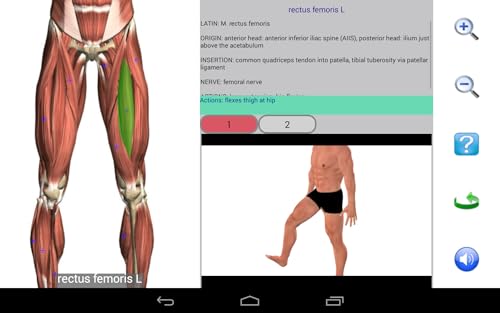 Visual Anatomy Free
