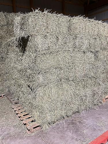 Miniatura 4 de FPS Fox Peak Timothy Heno Rabbits, cobayas, comida Chinchilla (10+ lb.)