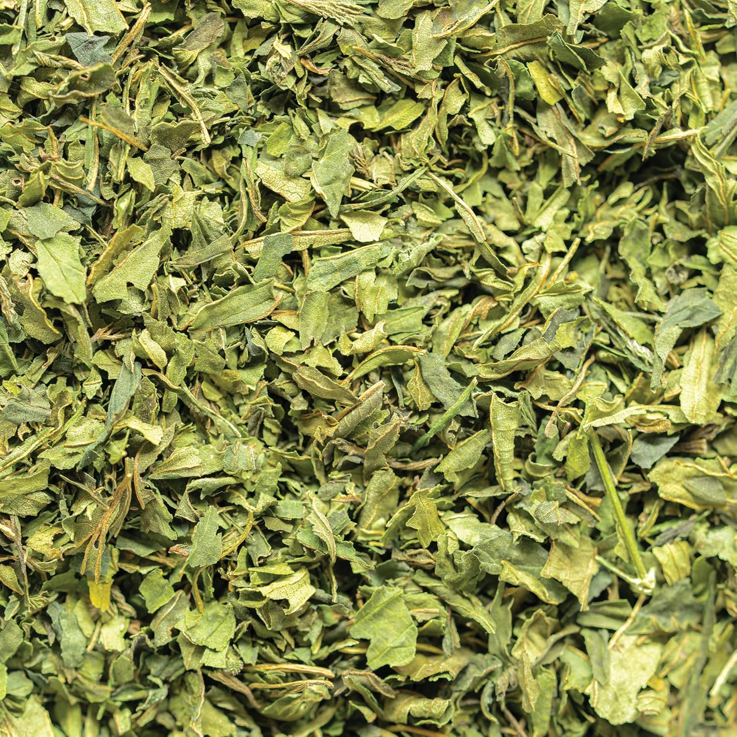 Wild-Harvested Wisconsin Nettle Leaf (Urtica dioica) | Whole Loose Leaf Botanical | 5.5 oz | 77 Servings | Sacred Blossom Farm | Single Source - Image 5