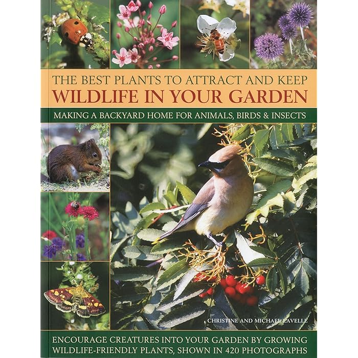 Buy The Best Plants to Attract and Keep Wildlife in the Garden Making
