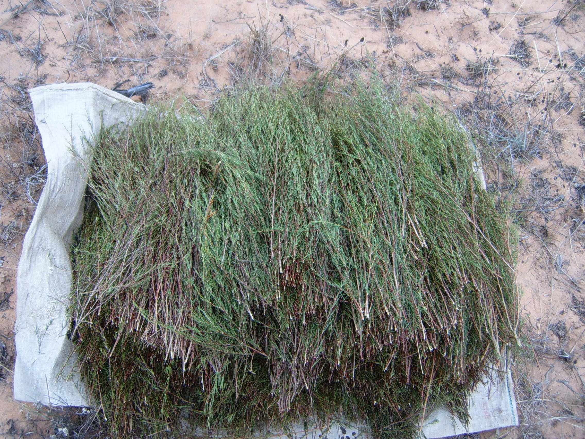 Rooibos verde BIO 200 g sin teína no fermentado bolsa biodegradable