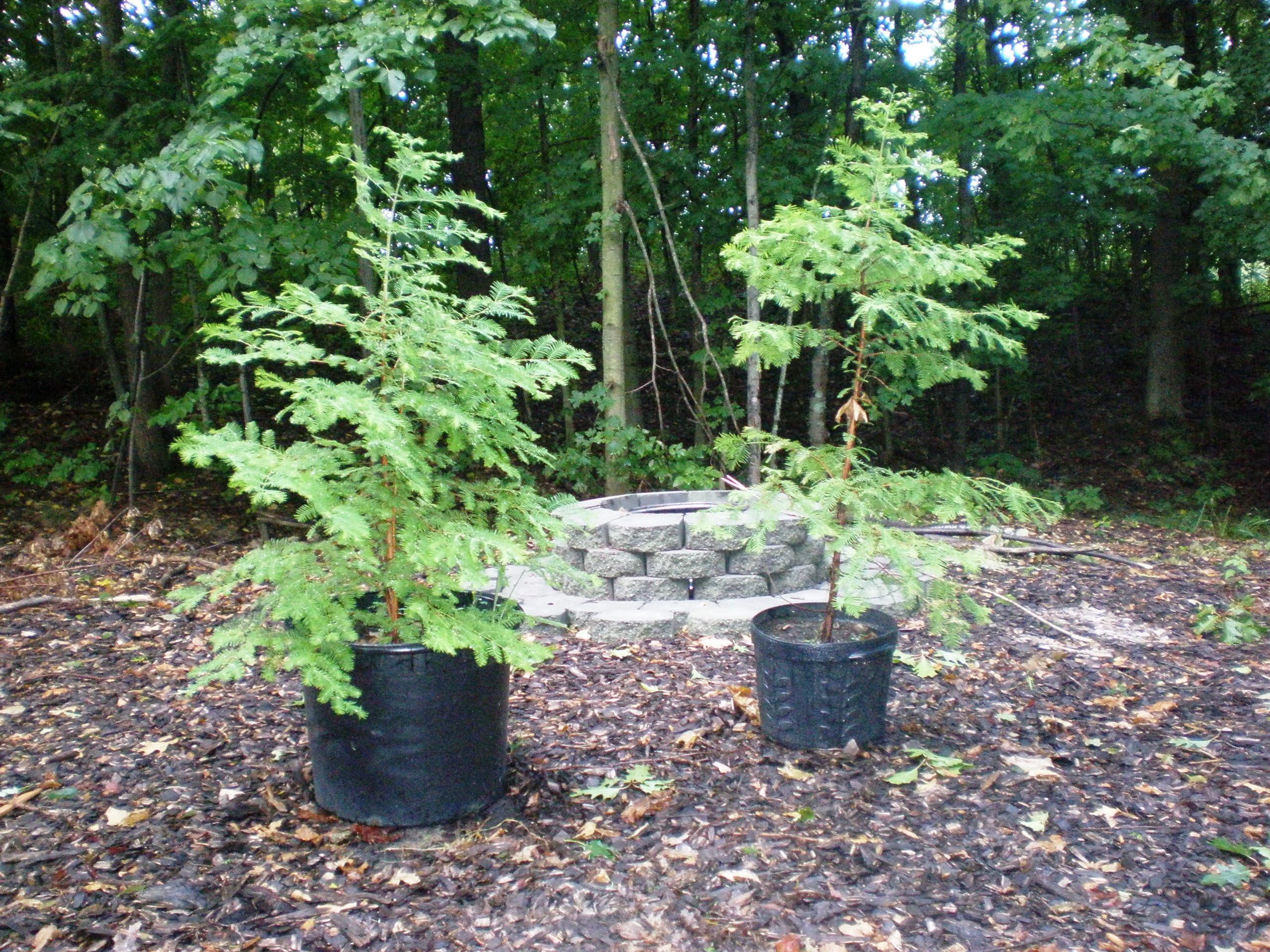 4 Dawn Redwood (Metasequoia glyptostroboides) 3-4'