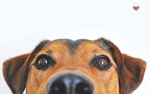 Ruídos de Cachorro