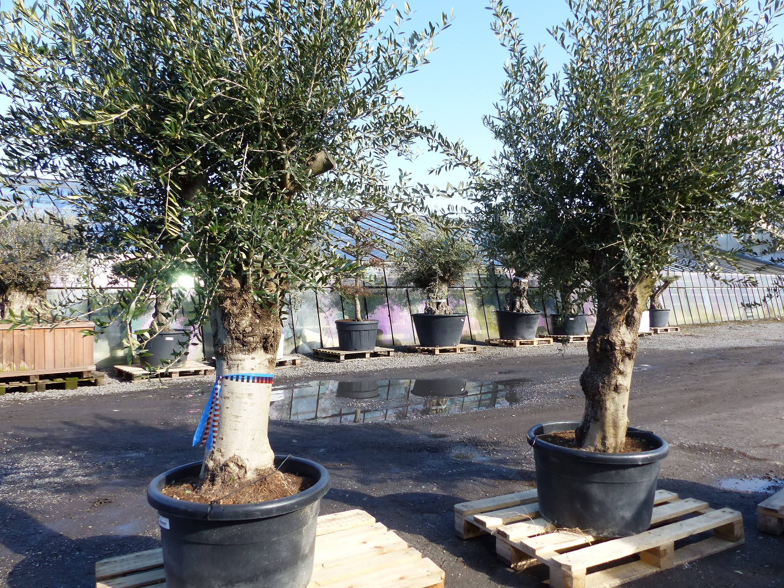 podocarpus guatemalensis Podocarpus Tree