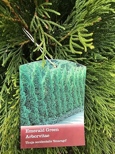 Miniatura 2 de Verde Esmeralda Arborvitae (Thuja occidentalis 'Verde Esmeralda')