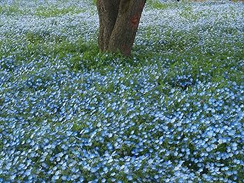 Amazon.co.jp: 福花園種苗 ネモフィラ種子(景観用インシグニス ブルー Amazon.co.jp: 福花園種苗 ネモフィラ種子(景観用インシグニス ブルー