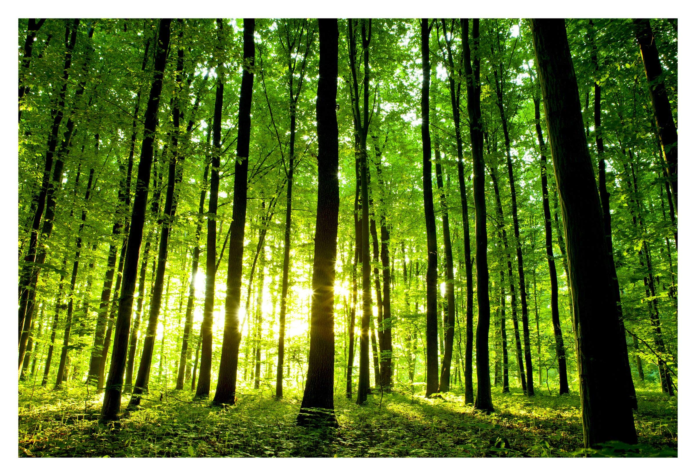 Sticker Studio Many Tree Nature Wall Poster & Wall Sticker (PVC Vinyl,Size -36 x 24 Inch)