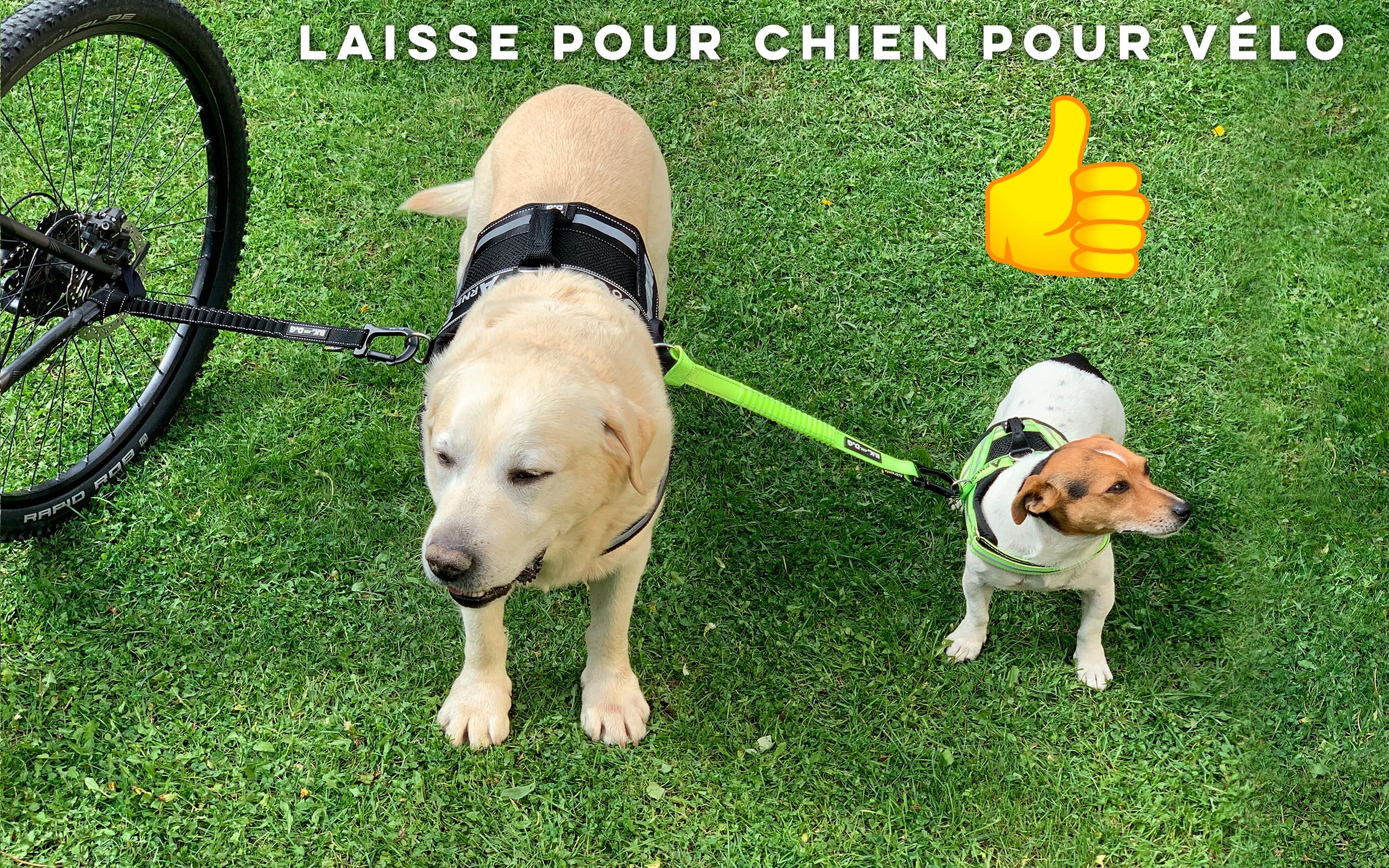 Laisse pour Chien à vélo, Installation sans Outils, Système breveté, Noir