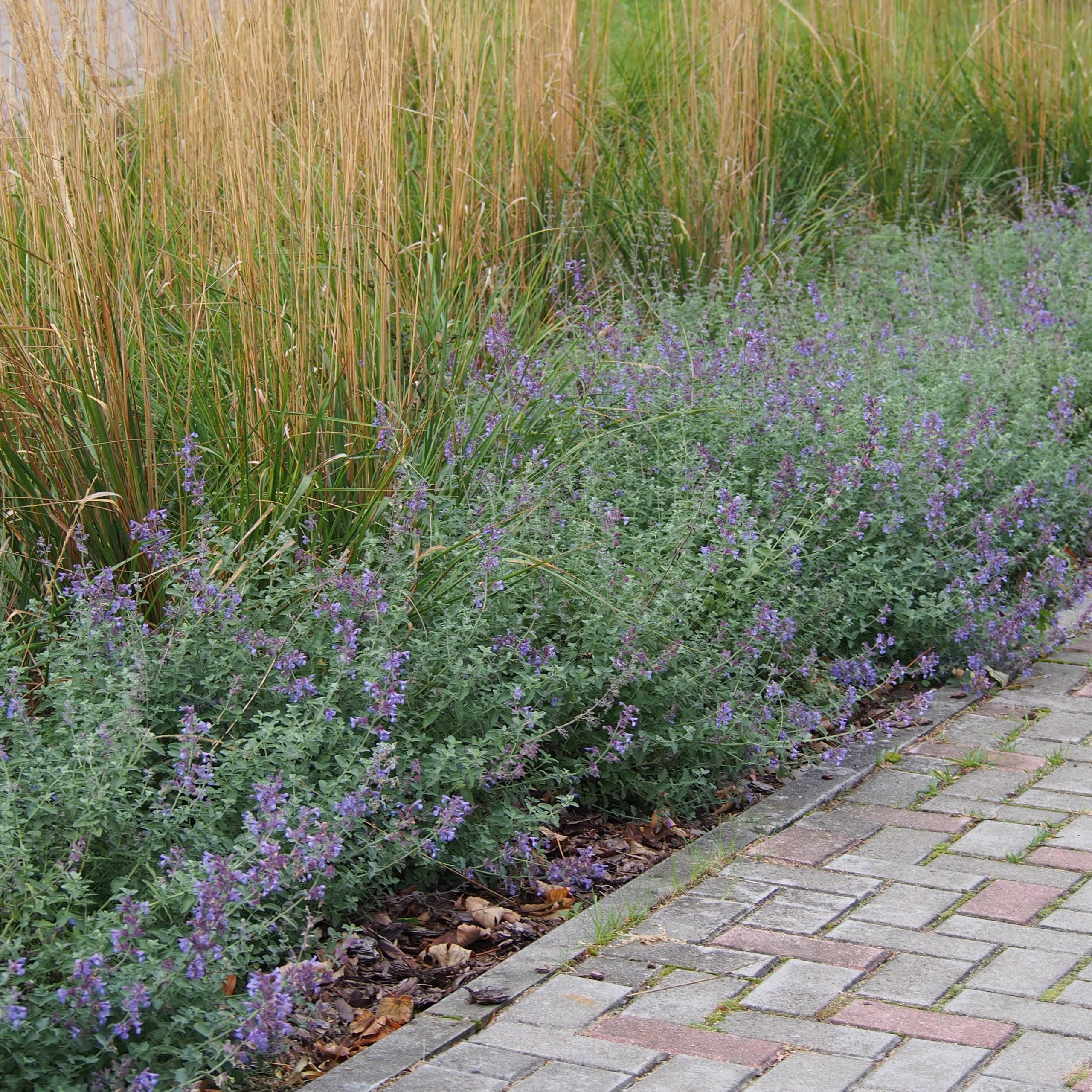 Bloomique - Set di 3 - Nepeta × faassenii - Pianta Ornamentale gatta - Fiori blu - Resistente al freddo - Altezza 10-20 cm - Vaso 9x9 cm