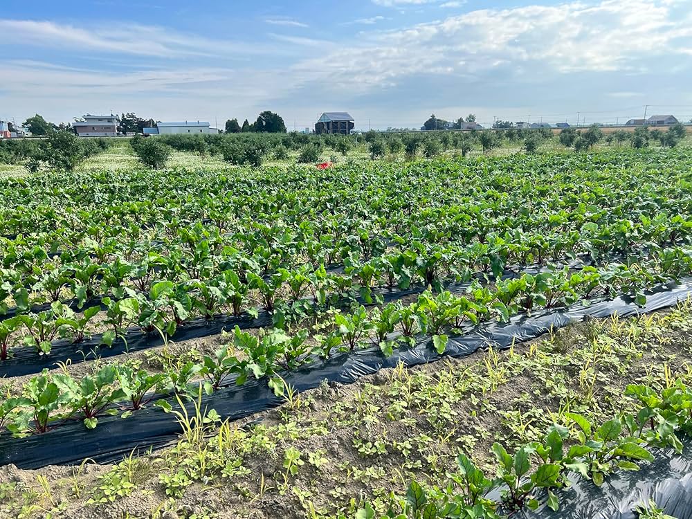 Amazon.co.jp: 山本靖商店 【道産野菜 ビーツ】減農薬農薬
