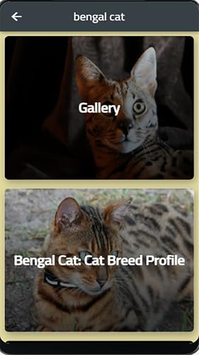 bengal cat
