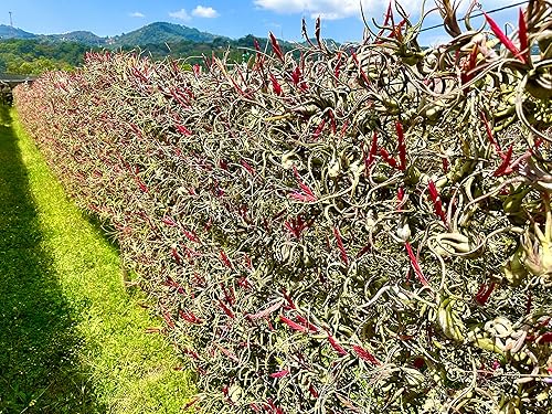 Miniatura 7 de Air Plants - Tillandsia Caput Medusae con flores, grande de 5 a 7 pulgadas, 1 unidad, llegada en vivo garantizada, plantas de interior para