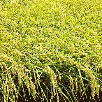 従来コシヒカリ　新潟産100％新米　白米　10kg コシヒカリ 新米 お米 10kg 白米 送料無料 5kg×2袋 新潟県産 令