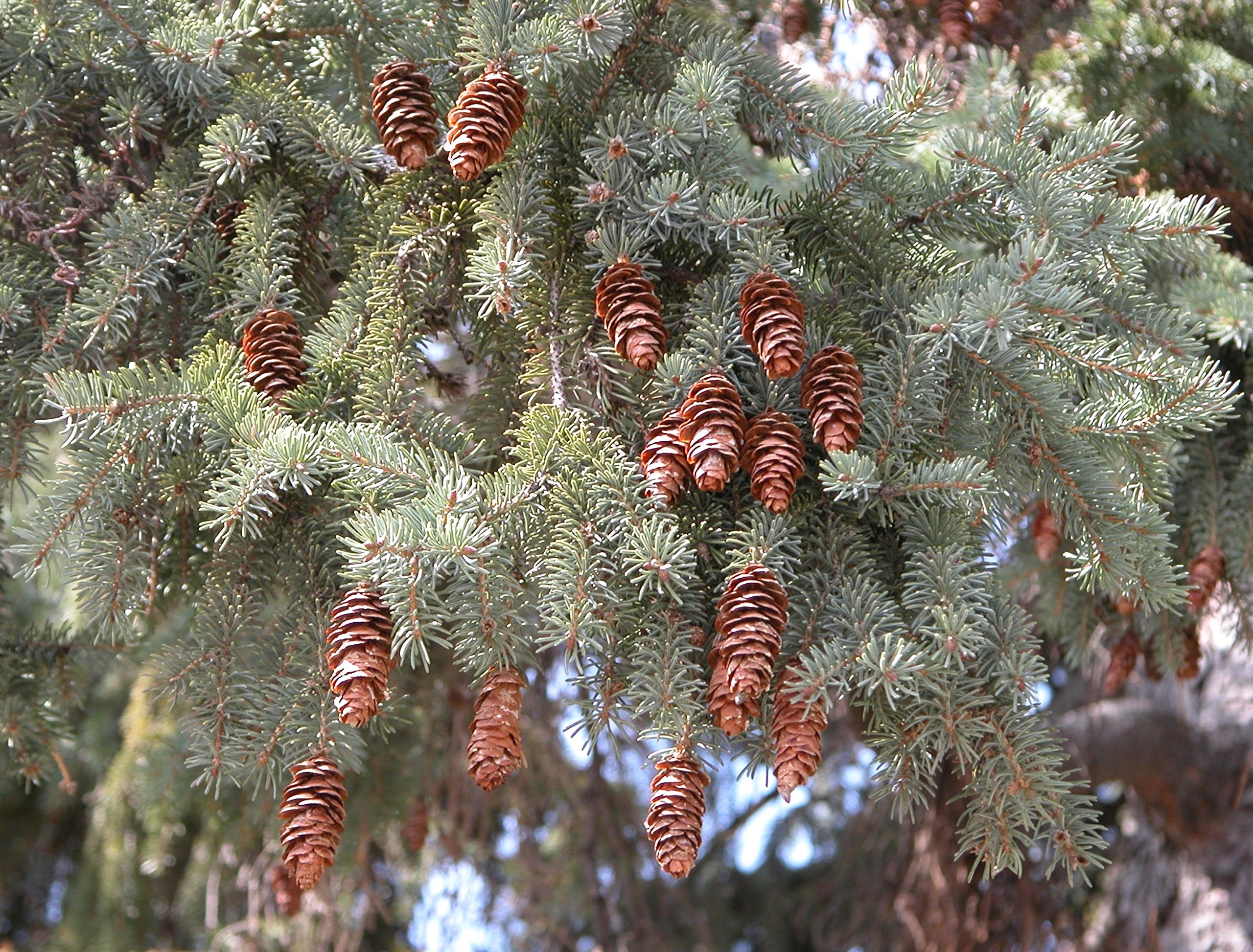 Amazon.co.jp: カナダトウヒ（グラウカトウヒ） 種子50粒 White spruce