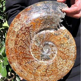 Large Polished Ammonite Fossil - Real Fossils with Crystal Decoration (1000-1500g), Natural Healing Stone for Home & Office, Unique Educational Specimen 1 PC