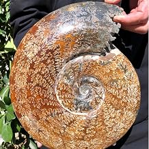Large Polished Ammonite Fossil - Real Fossils with Crystal Decoration (1000-1500g), Natural Healing Stone for Home & Office, Unique Educational Specimen 1 PC