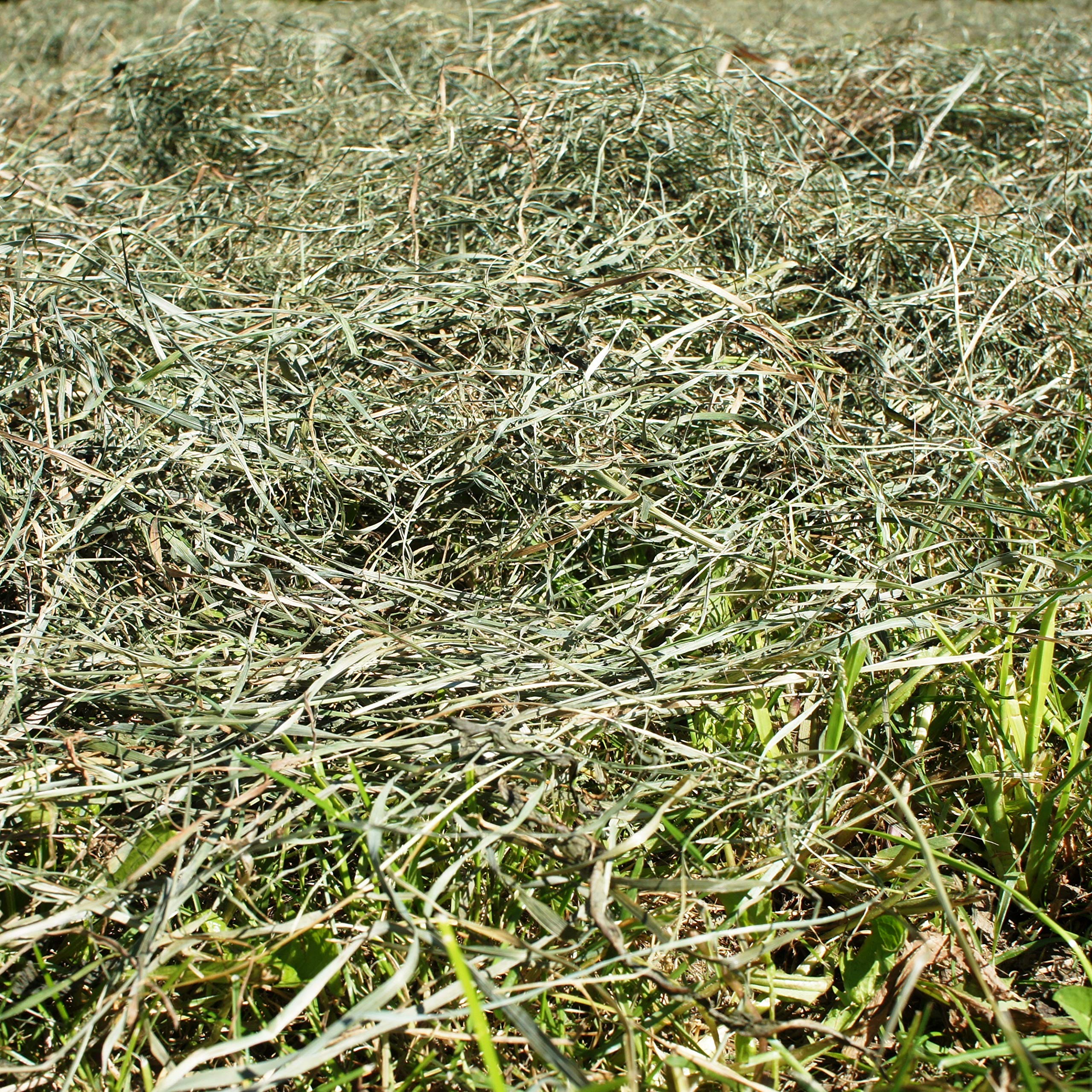 Jumbogras® NATURHEU 1.u.2. Schnitt: Qualitäts-Kleintier-Futter, Heu für Kaninchen/Hasen & Nager - Heuballen verschnürt, aus der größten Heumilch-Region Europas in Österreich (2 x 18-20 kg)