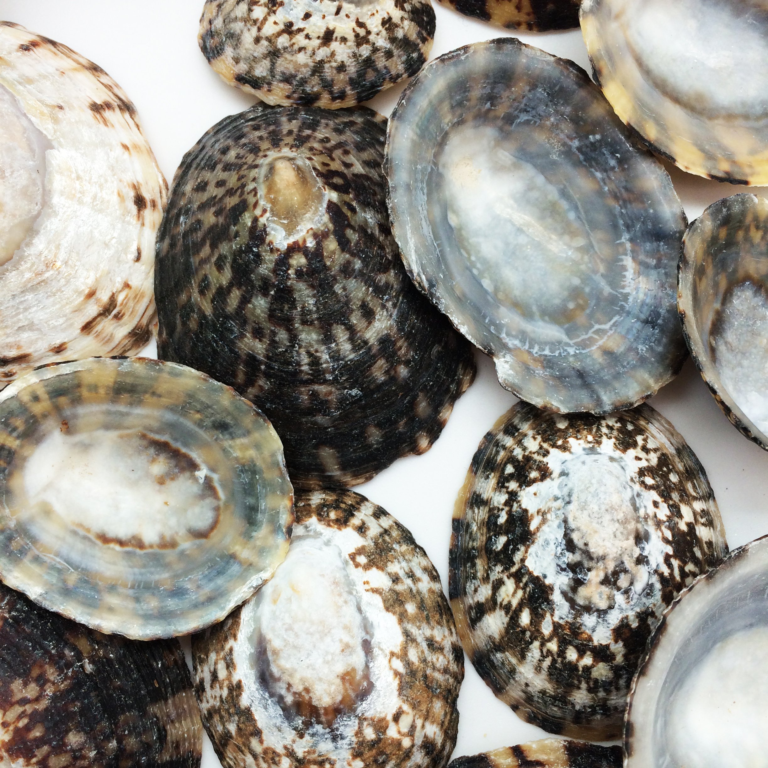 PEPPERLONELY 20PC Brown Limpet Sea Shells, 1-1/4 Inch ~ 2-1/2 Inch