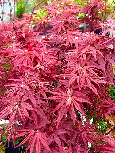 Pixie Dwarf - Árbol vivo de 2 años de arce japonés