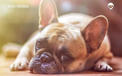 Ruídos de Cachorro