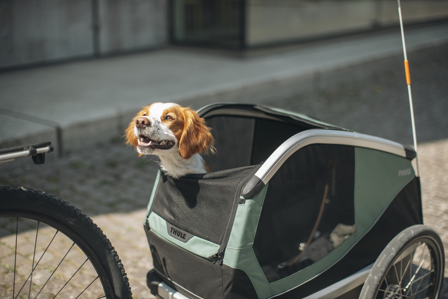 Thule Bexey Fahrradanhänger Für Hunde Hazy Green, Large Haustier
