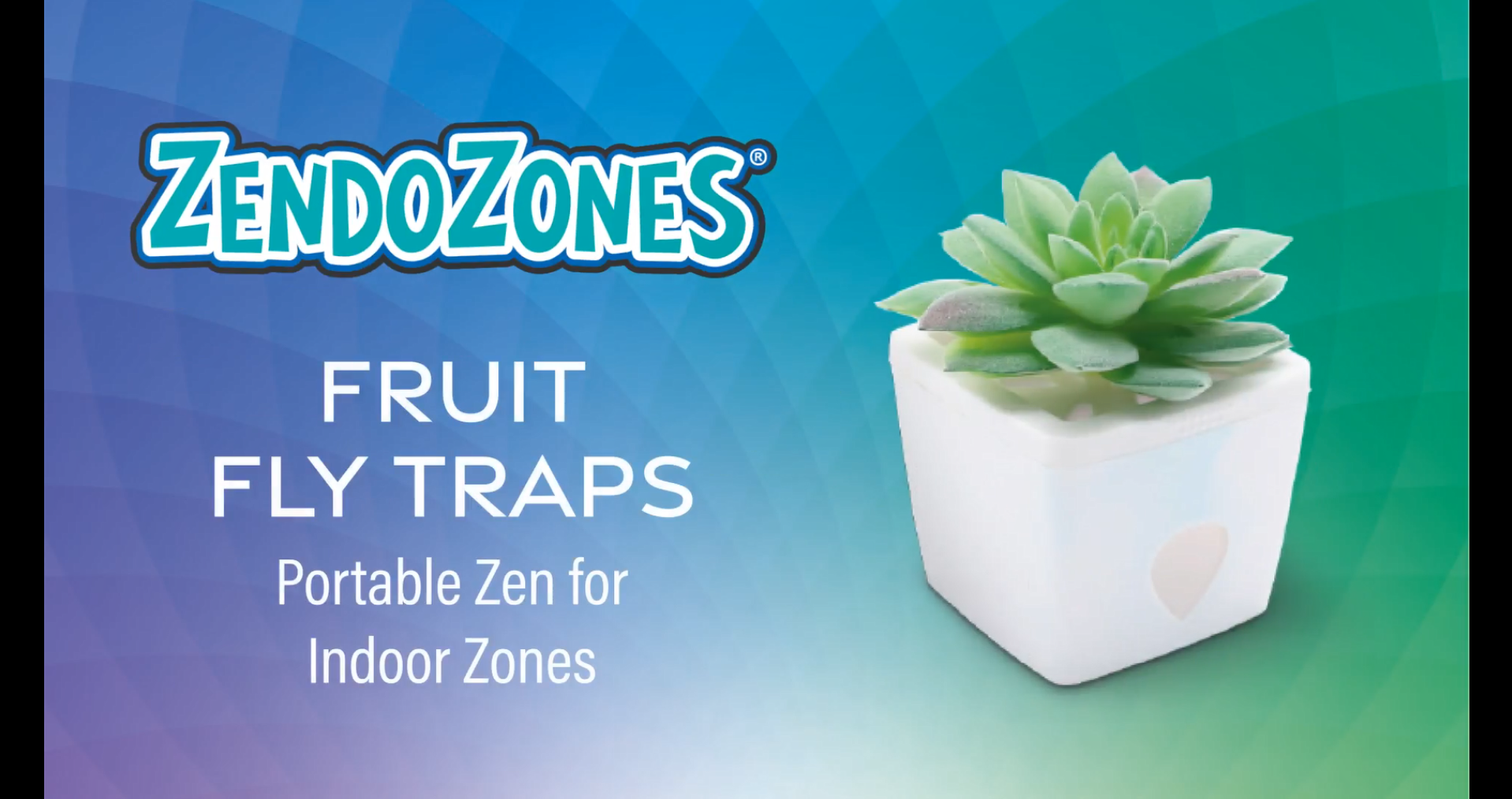 Amazon.com : ZendoZones Succulent Fruit Fly Trap – Tranquil