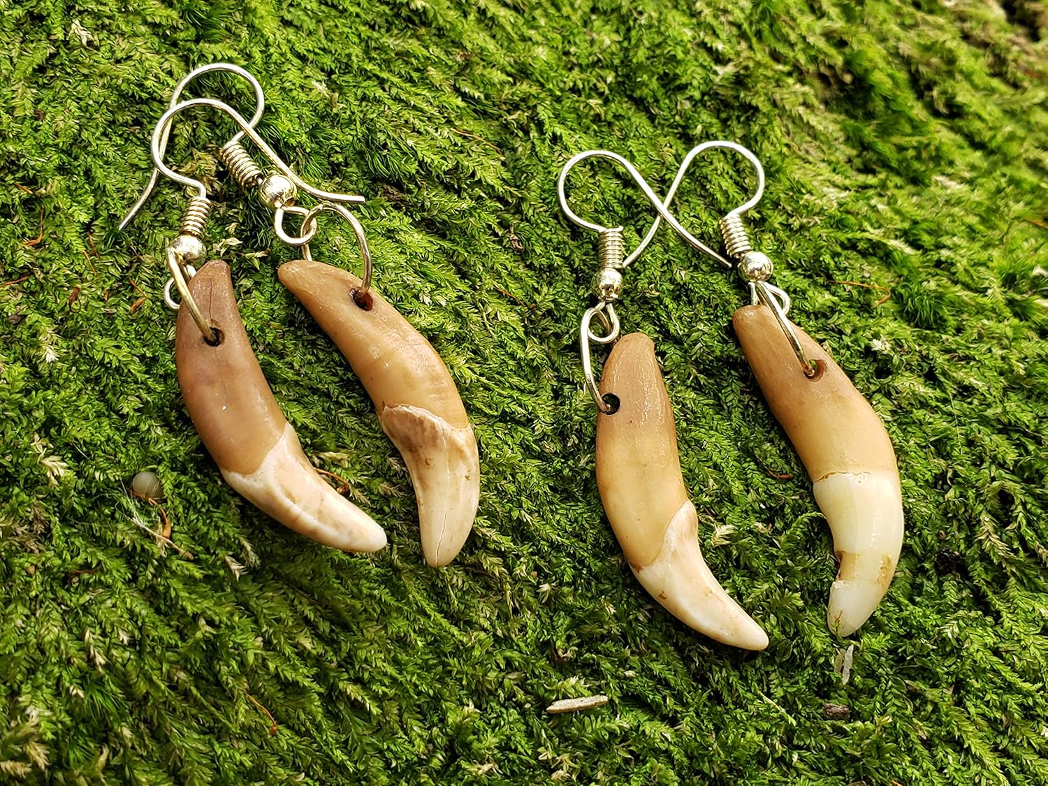 Coyote Tooth Earrings Real Teeth Drop Dangle Jewelry Polished Fangs Rustic Outdoors (AQCE)