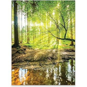 WallArena Poster Wall Forest