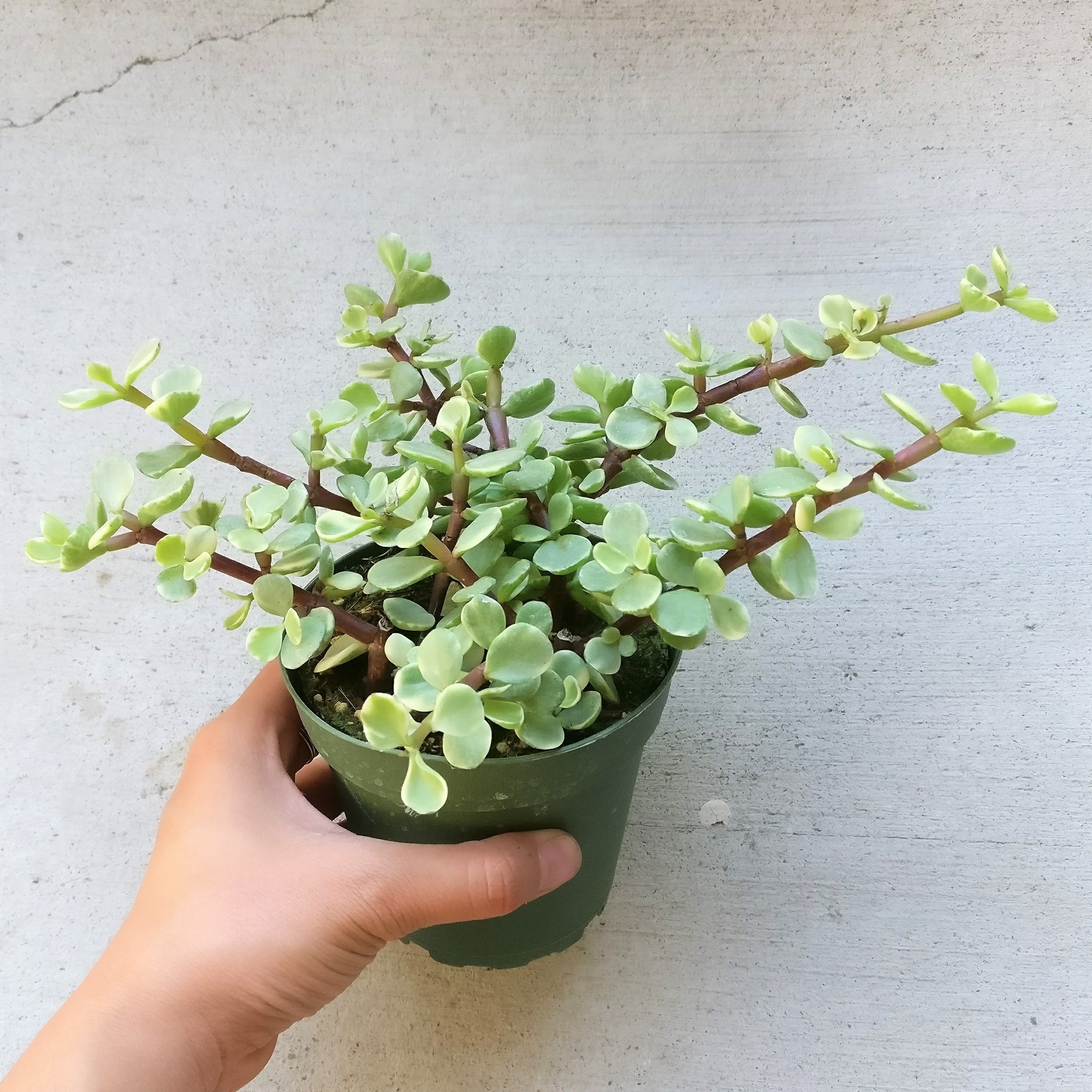 Amazon.com : Variegated Elephant Bush | Portulacaria afra Succulent Live  Plant | Unique Succulent Gift Decoration (4 inch) : Patio, Lawn & Garden