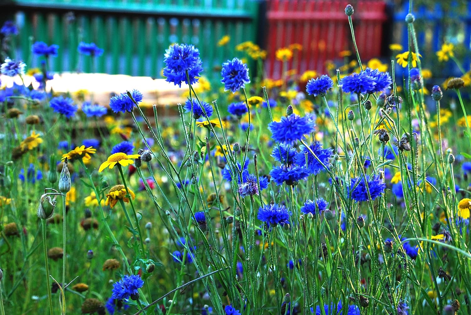 SEEDBALL Cornflower Seed Bombs (Wild Flower Tin) - 20 Seed Balls Per Pack - Image 4