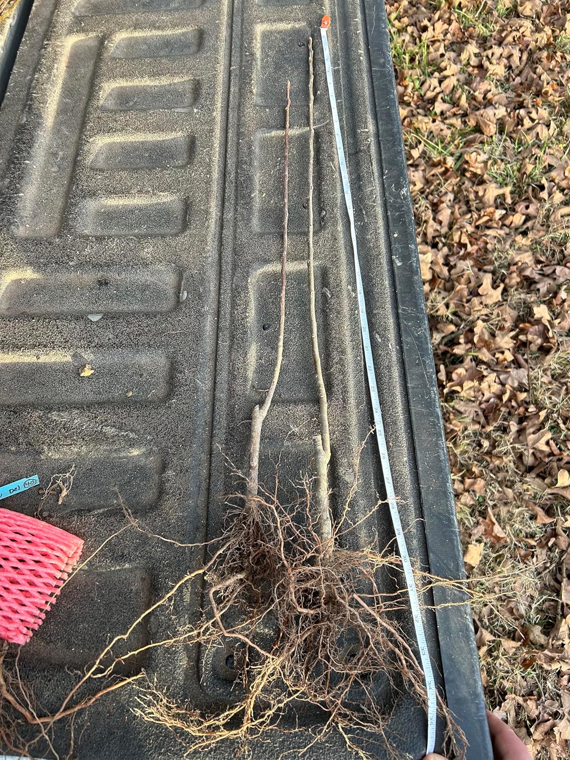 Arkansas Black Apple Trees Bareroot 2-3 feet tall-Crisp, Juicy Fruit- Ideal for Regions with Cold Winters!! (2)