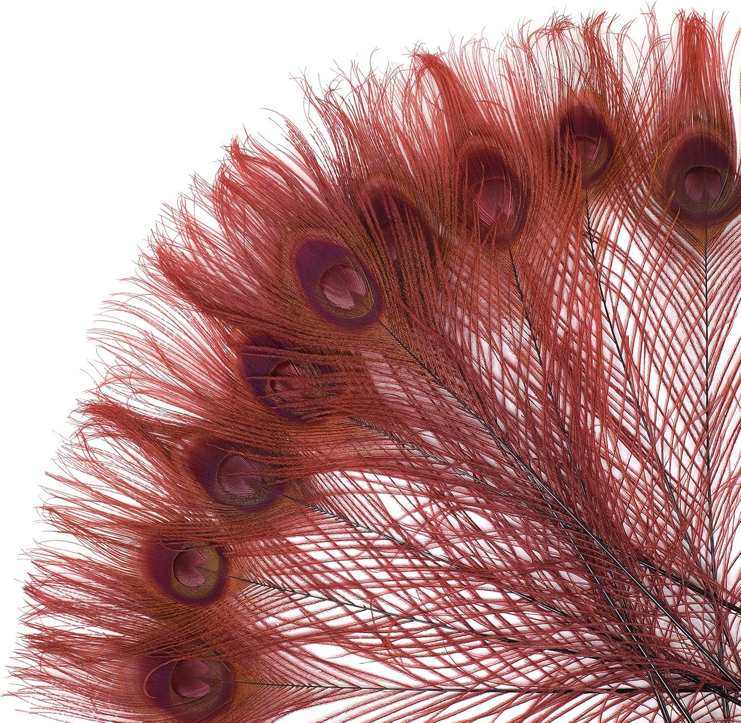 Zucker –Peacock Feathers – Feathers for Crafts