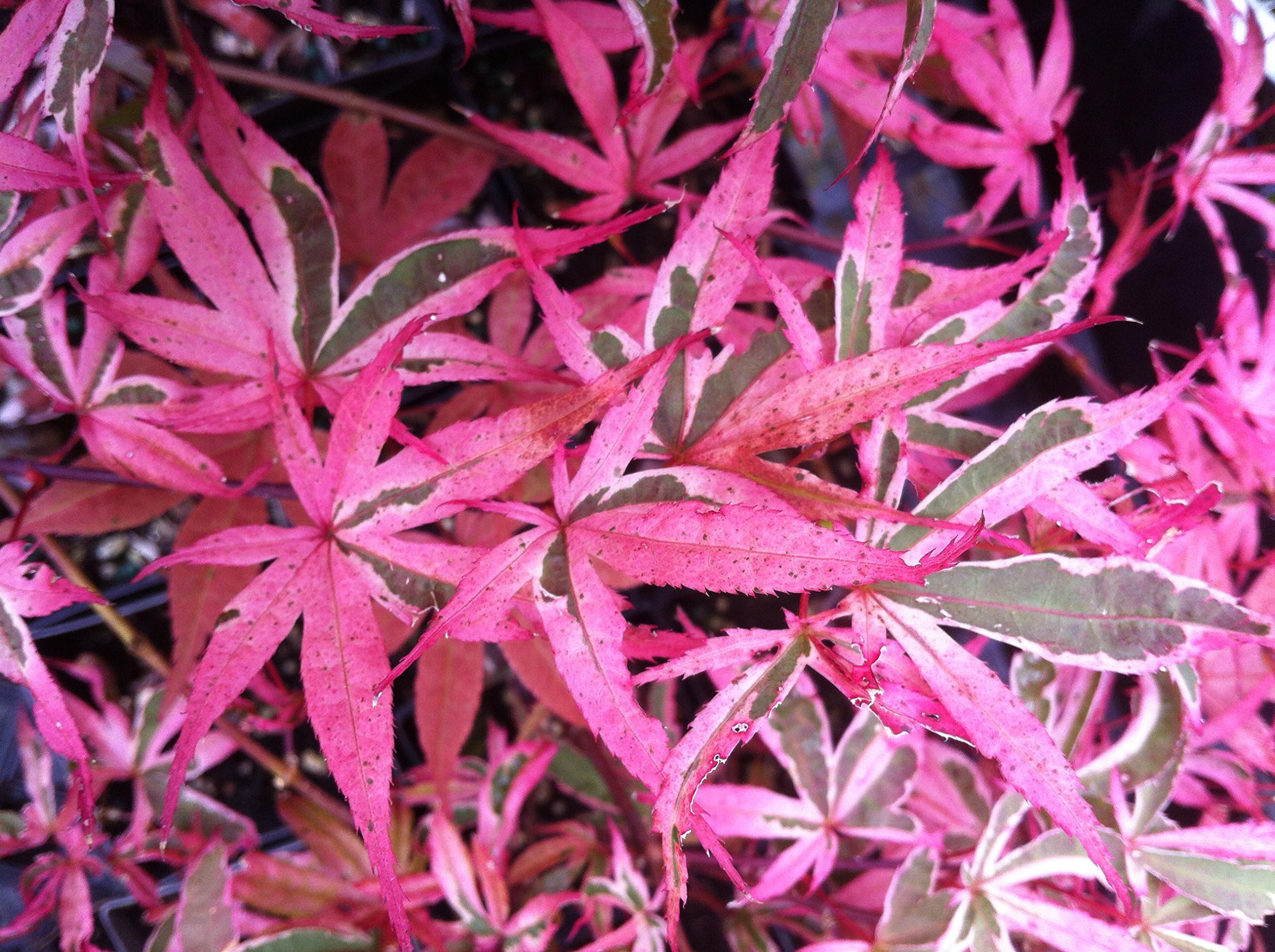 Shirazz Japanese Maple - Cream and Pink Variegation 3 - Year Live Plant