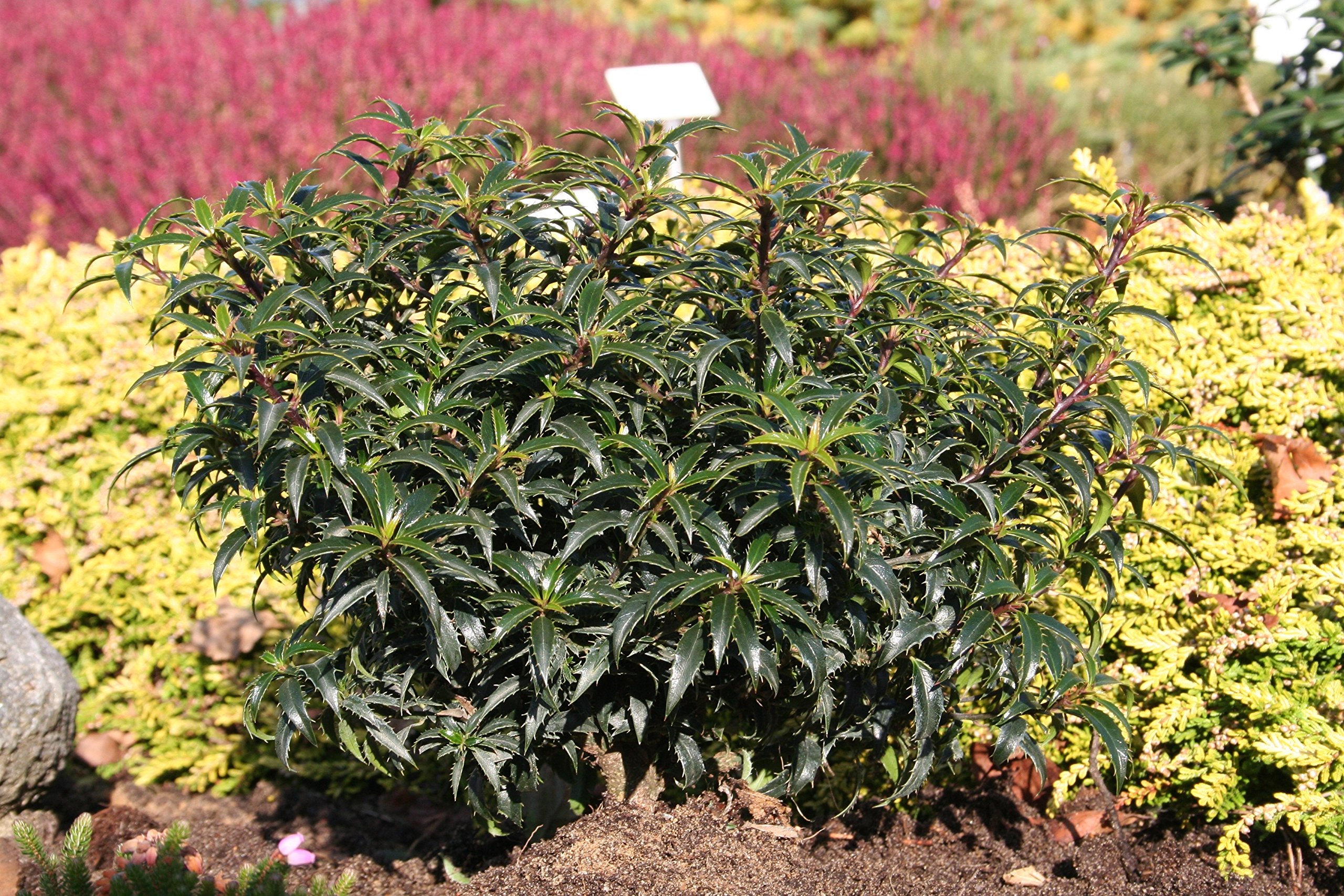 Zwerg-Stechpalme Heckenzwerg - Ilex aquifolium - grn langsam-wachsend  schnittvertrglich pflegeleicht 20-25cm - Palme von Garten Schlter -  Pflanzen in Top Qualitt : Amazon.de: Garten