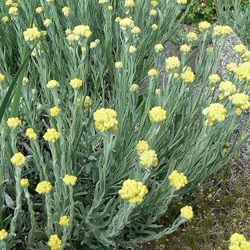 Palm Beach Medicinal Herbs - Everlasting (Helichrysum arenarium) - Paquete de 40 Semillas